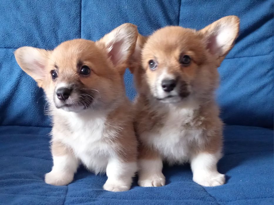 Дівчата коргі пемброк