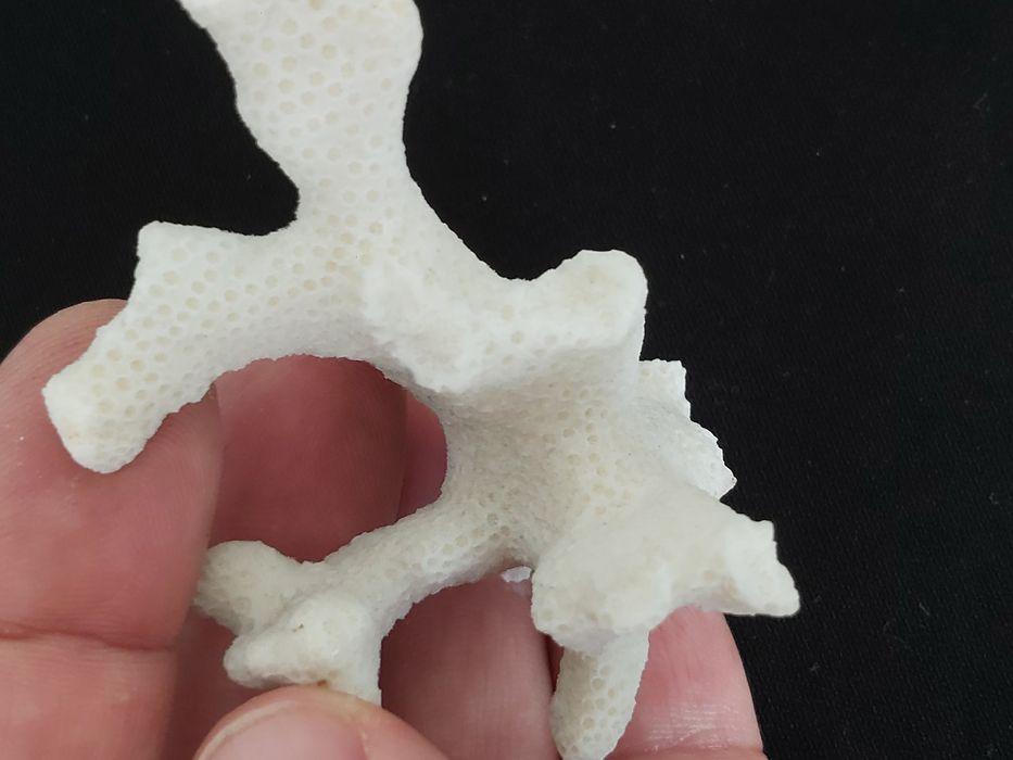 Kolekcjonerski okaz koralowca białego.