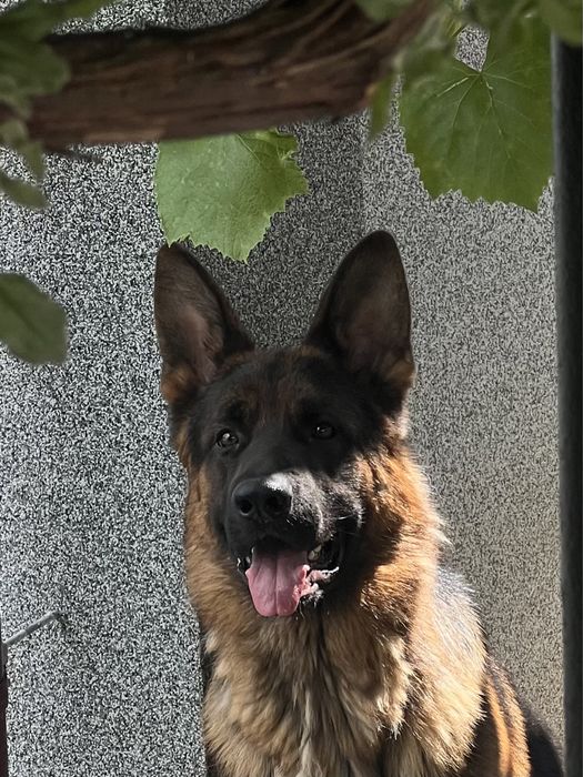 В розпліднику німецьких вівчарок є цуценята