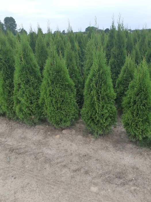 Tuja Thuja Tuje Szmaragd 150cm