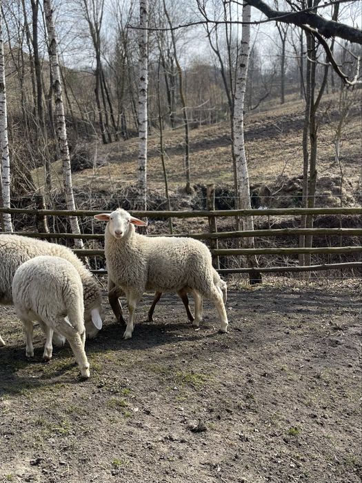 Продам овець Мериноландшафт