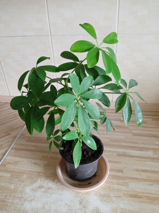 Шефлера, калатея Ксенанта Різдв'яник, рождественік рожевий і червоний