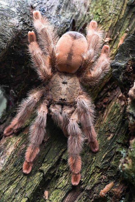 Psalmopeus pulcher l2/l3 10x