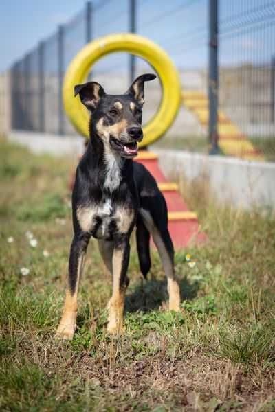 Młoda i nieduża Suri szuka spokojnego domku