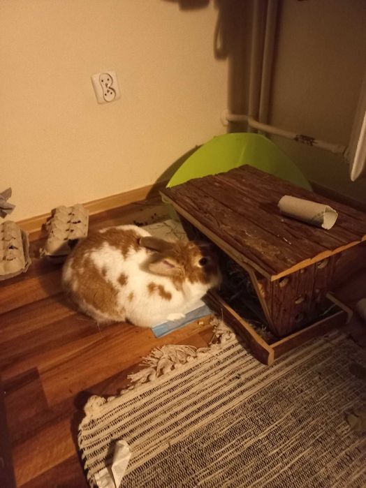 Paśnik  drewniany dla królika