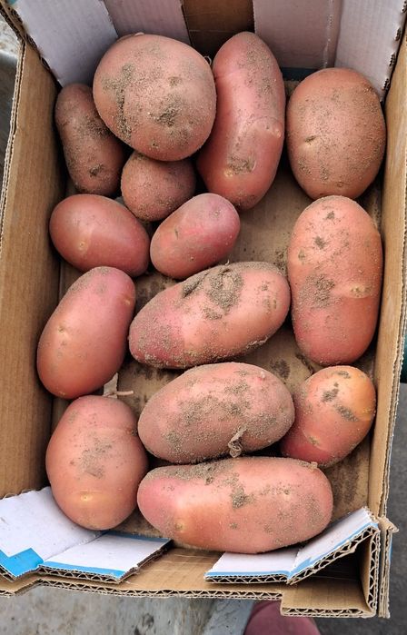 Vende-se batata nova