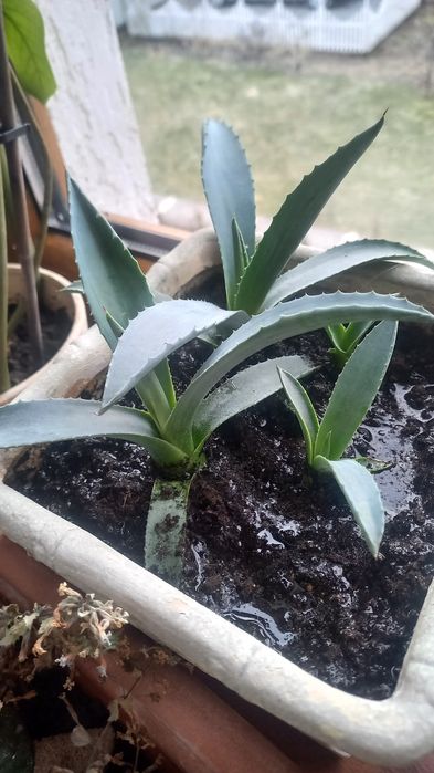 Агава сукулентна рослина