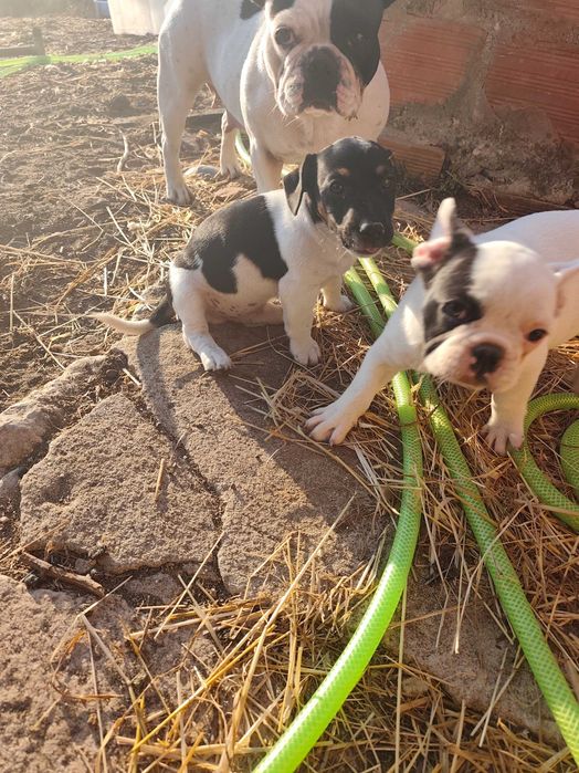 ..Jack Russell..Macho
