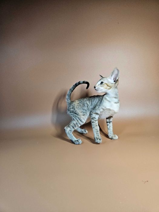 Ориентальный котенок девочка Nevada