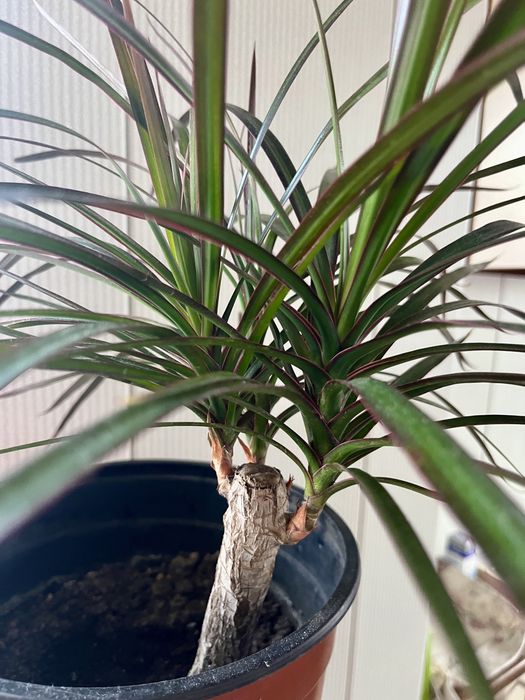 Драцена  , кімнатна рослина