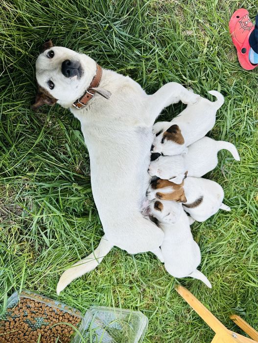 Jack Russell terrier suczka