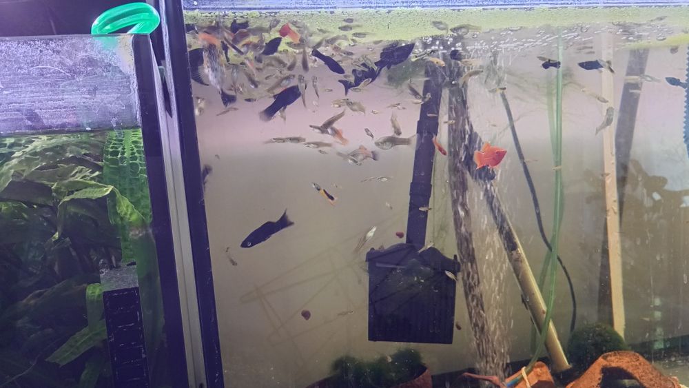 Sprzedam lub zamienię ryby