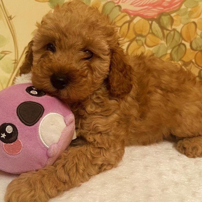 Вʼязка той пудель КСУ FCI розвязаний