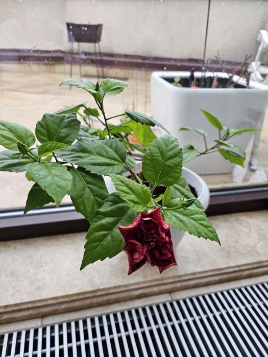 Гібіскус махровий червоний