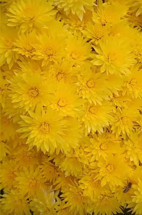 Продам саджанці мультифлори