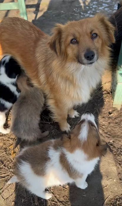 Отдам даром в добрые руки щенков метисы маленькой породы