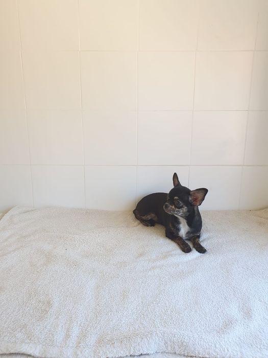 Chihuahua Menina