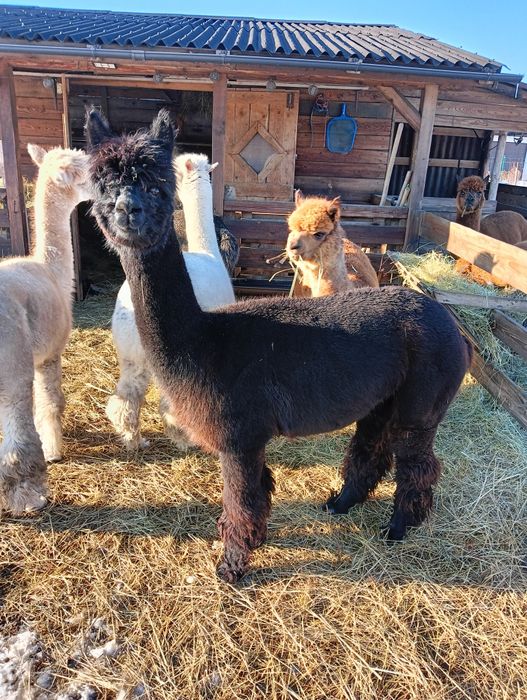 Alpaka i samica czarna
