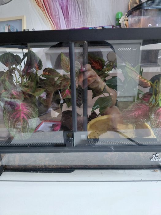 Żaba rogata z terrarium