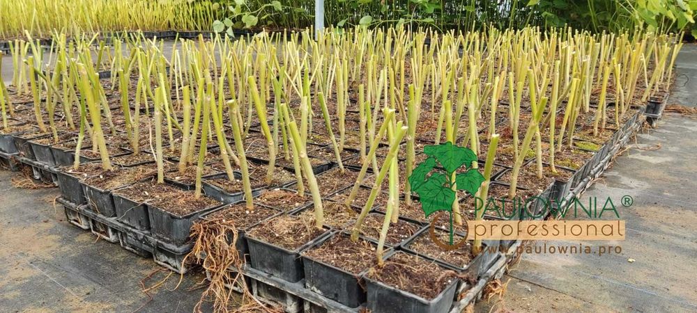 Paulownia Híbrida Turbo Pro torrão de raiz no vaso 600ml