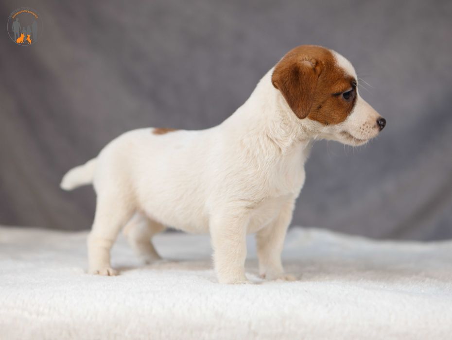 Jack Russell Terrier ZKwP FCI suczka k.włos -rezerwacja