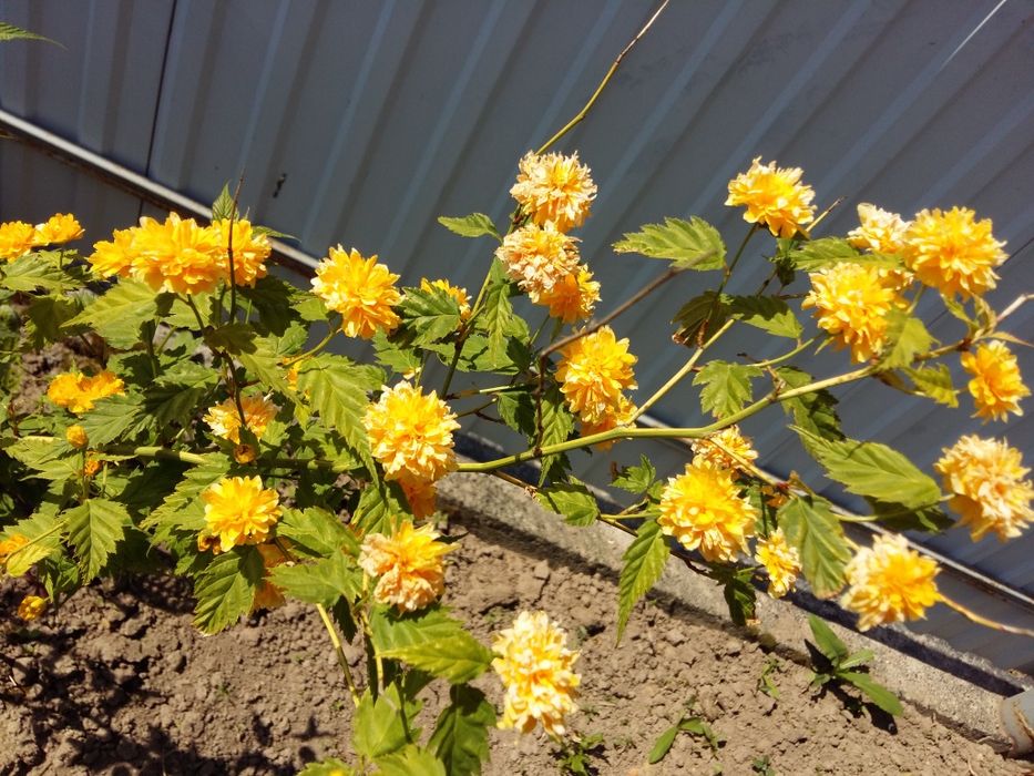 Керія махрова декоративна