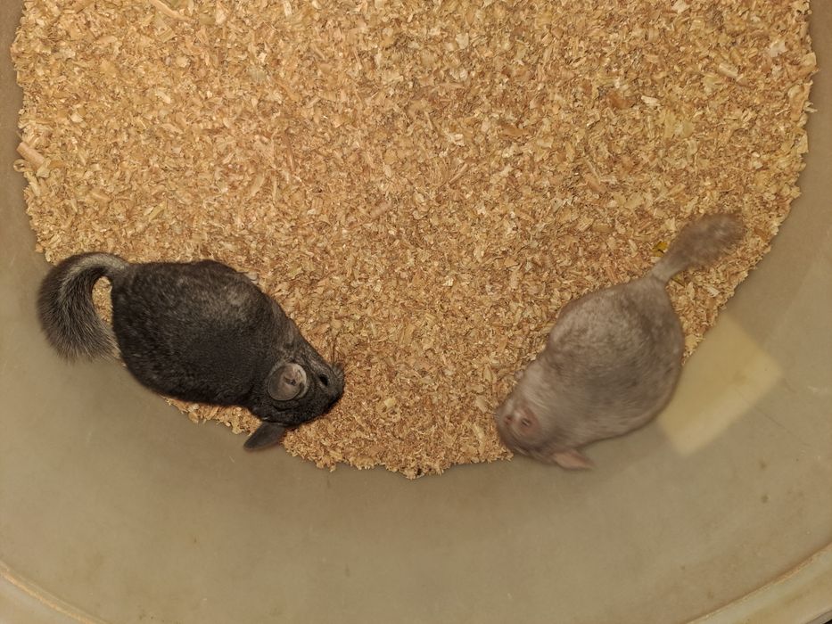 Uroczy duet Dwie samiczki Standart i Beż