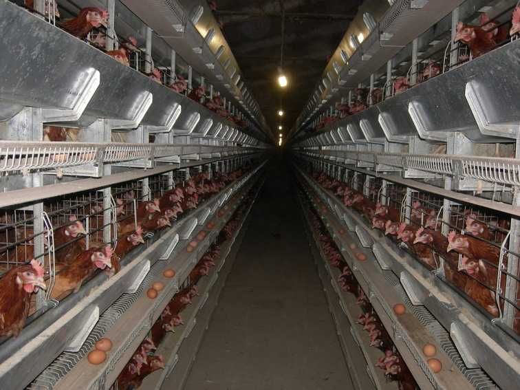 Кліткове обладнання для кур