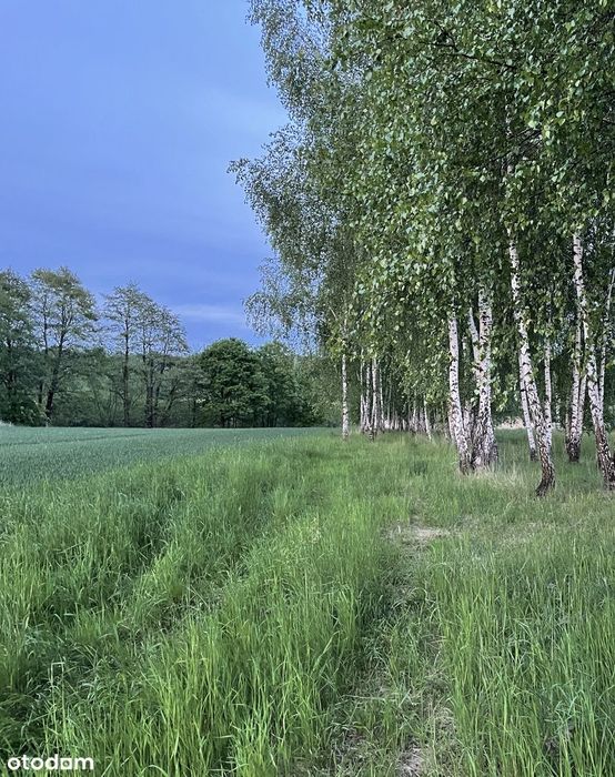 Działka rolna/rekreacyjna 6 900 m2 w Nowej Wsi, oddam w dobre ręce