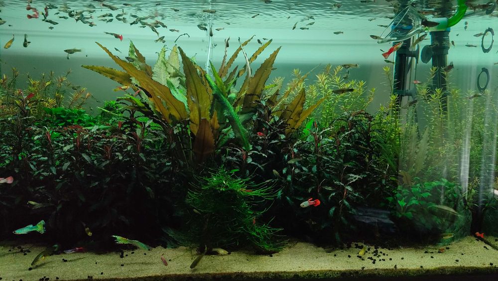 Guppys machos e fêmeas