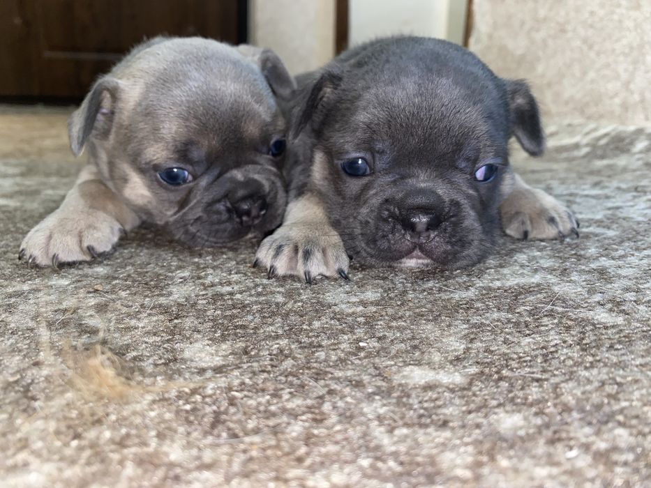 Французський бульдог