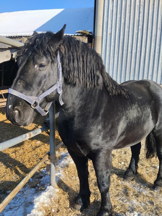 Stanówka ogier sztumski