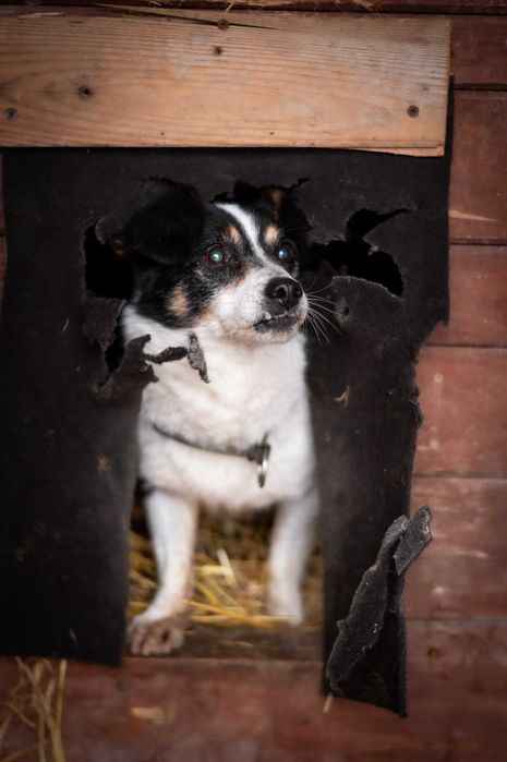 Malutki Pixel – 6 kg lęku i nadziei, który czeka na ratunek