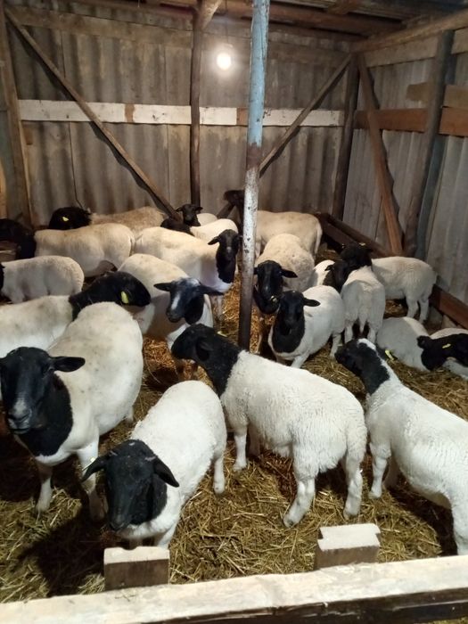 Баранчики дорпер 5 місяців