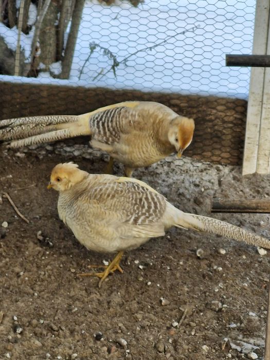 Bażanty koguty bananowe  sprzedam.