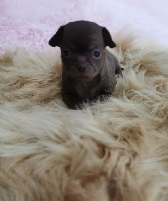 Suczka Chihuahua