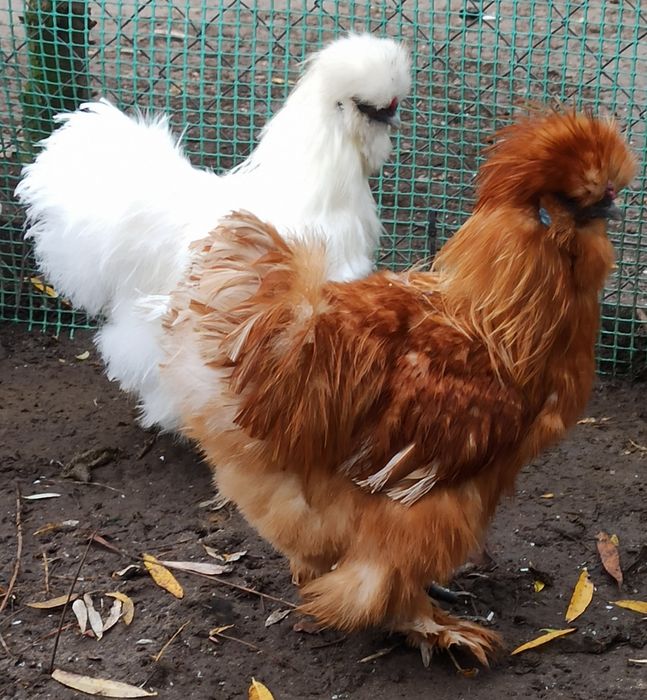 Koguty silki jedwabiste USA z 2025