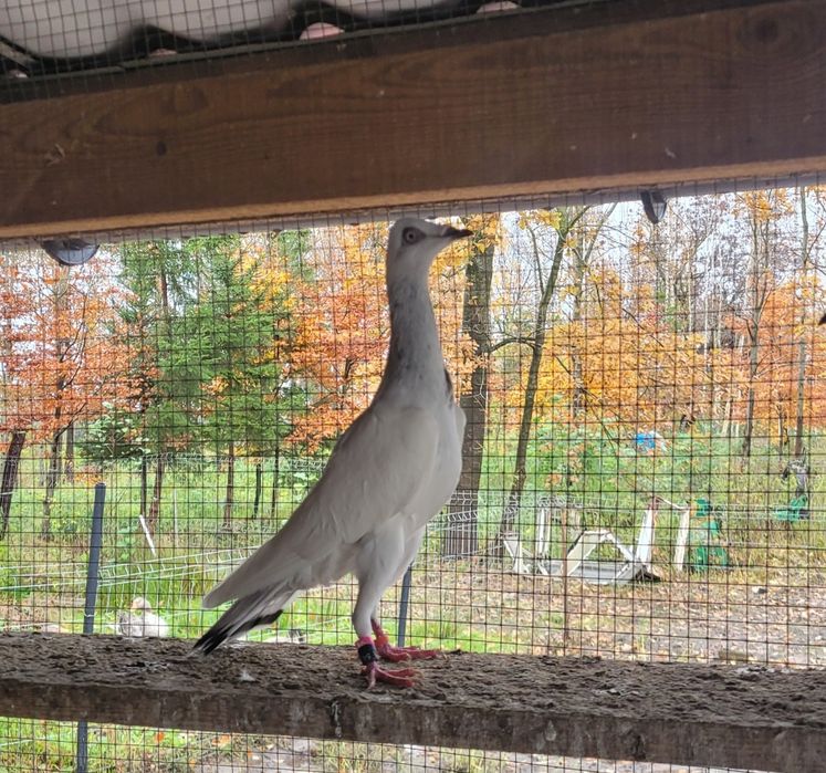 Srebrniak samiec adeno chudnięcie kręciek