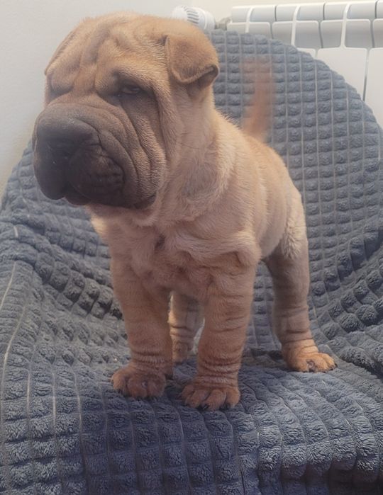 Sharpei macho 2 meses