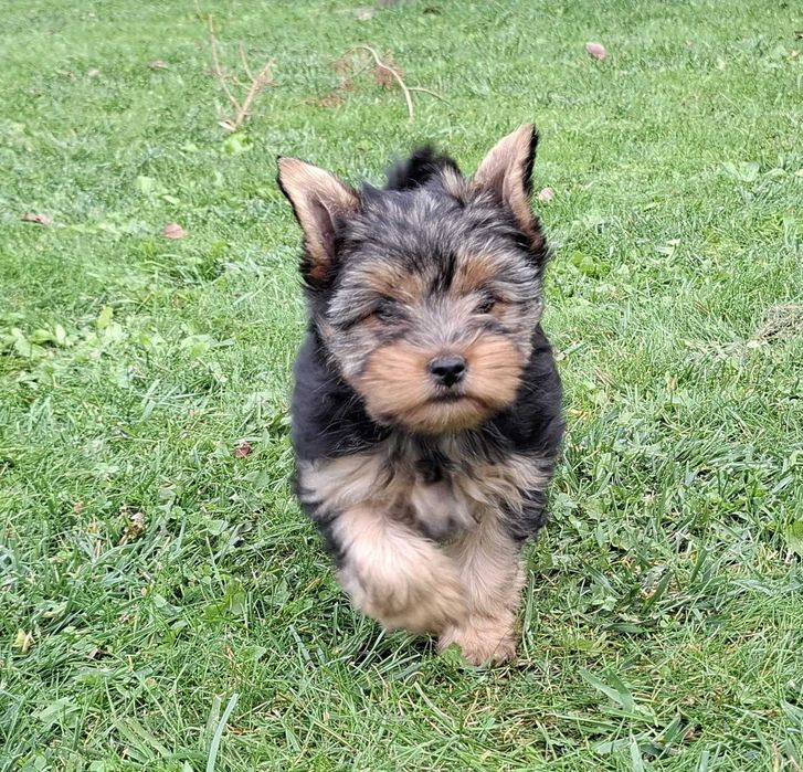 York yorki yorkshire terrier szczeniak szczeniaczek sunia