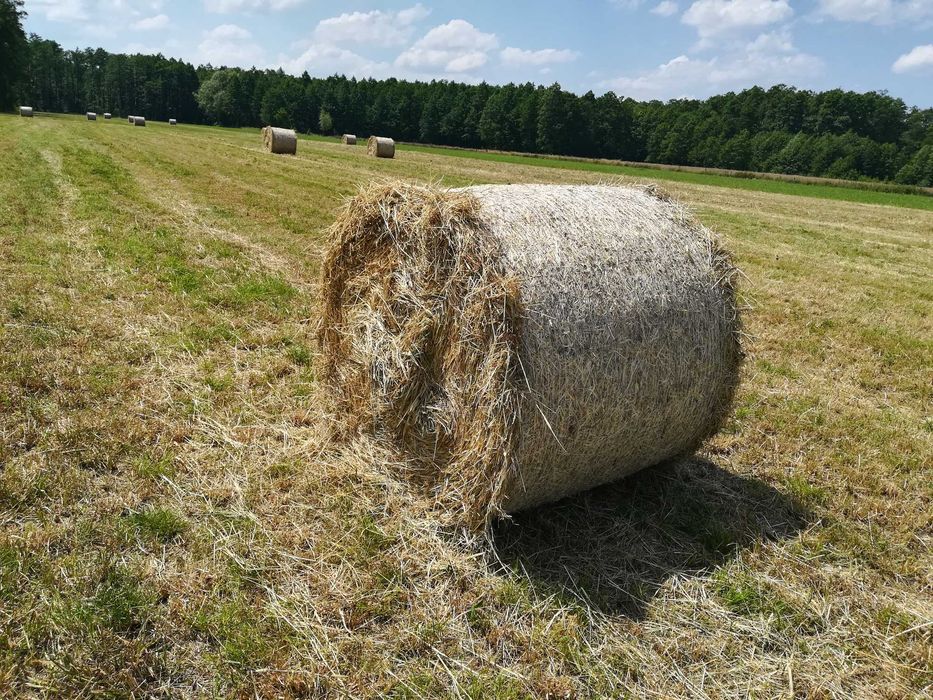 Siano w belach pogodne