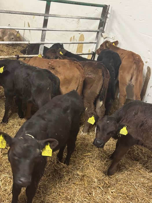 Cielaki mięsne byki jałówki Małkinia Górna dostawa cała Polska w cenie