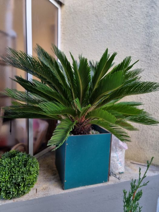 Plantas jardim decoração