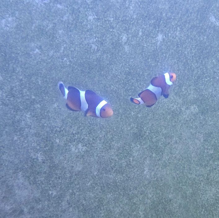 Pack vários peixes agua salgada