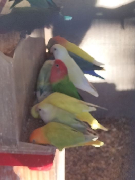 Agapórnis de todas as cores