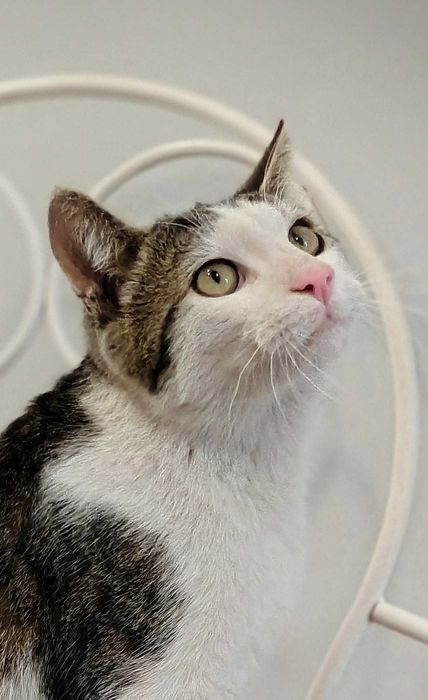 Kiwuś – kocia miłość, która nie zna barier. Adoptuj!