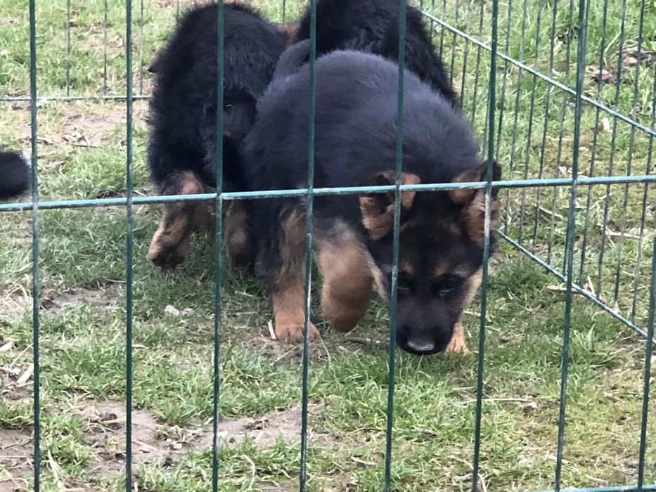 Шикарні цувики