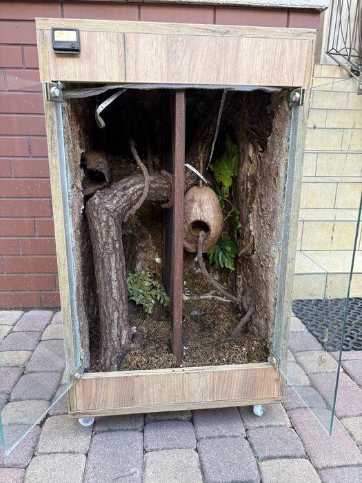 Duże Terrarium 51x51x81 cm ze ścianką dla gekona (orzęsiony, tropikalny) – do odświeżenia