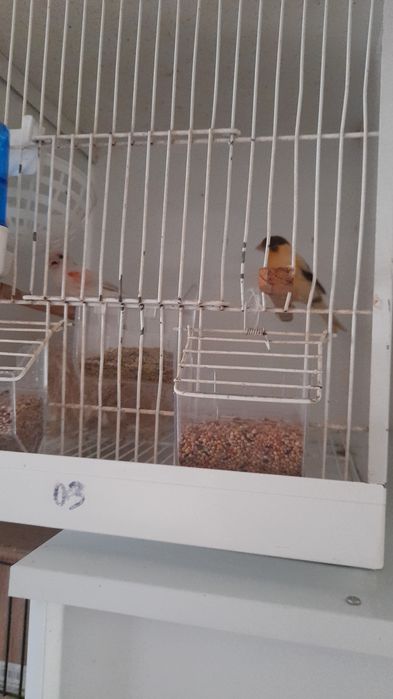 Algumas aves para troca ou venda