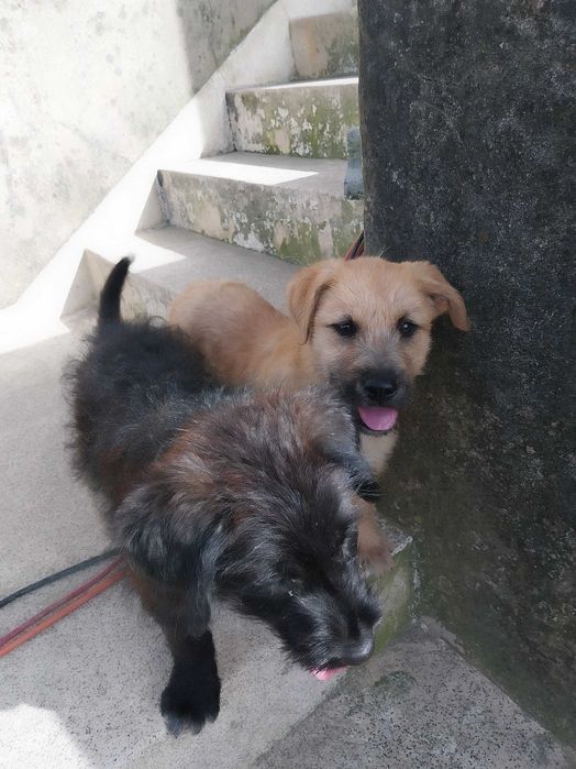 Cadelinha porte medio para adoção